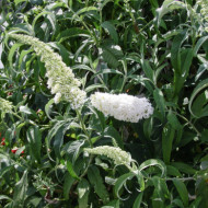 Buddleja davidii 'White Profusion'