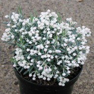 Andromeda polifolia 'Blue Ice'