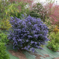 Ceanothus impressus