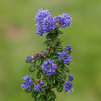 Ceanothus impressus