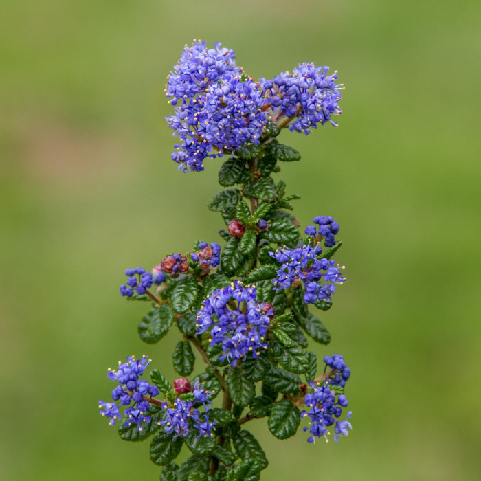 Ceanothus impressus