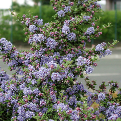 Ceanothus 'Puget Blue'