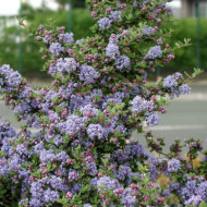 Ceanothus 'Puget Blue'