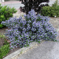 Ceanothus thyrsiflorus 'Skylark'