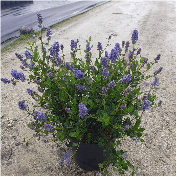 Ceanothus thyrsiflorus 'Skylark'
