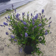 Ceanothus thyrsiflorus 'Skylark'