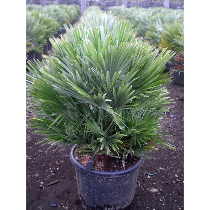 Chamaerops humilis 'Vulcano'
