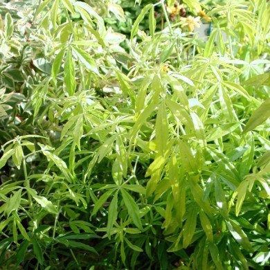 Choisya Goldfingers® limo