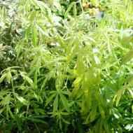 Choisya Goldfingers® limo