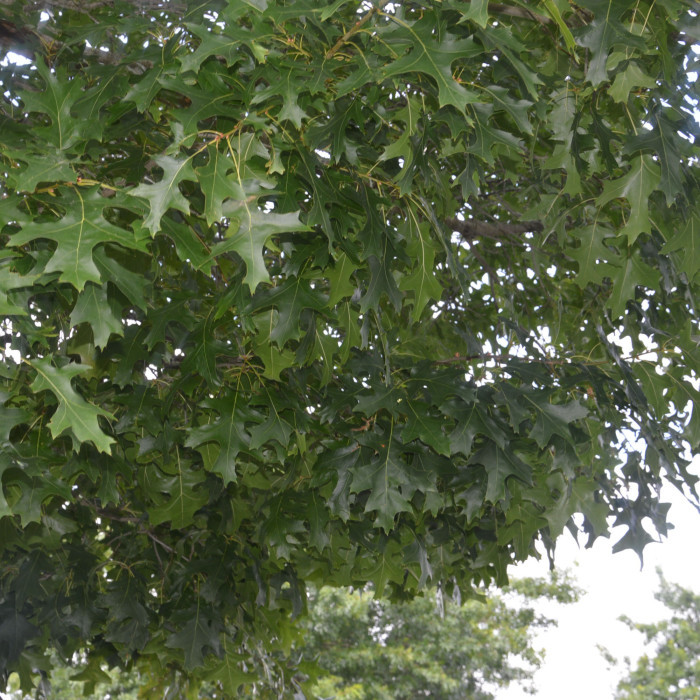 Quercus palustris