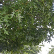 Quercus palustris