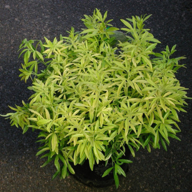 Choisya Goldfingers® limo