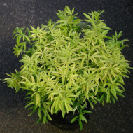 Choisya Goldfingers® limo