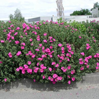 Cistus 'Grayswood Pink'