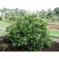 Clethra alnifolia