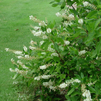 Clethra alnifolia