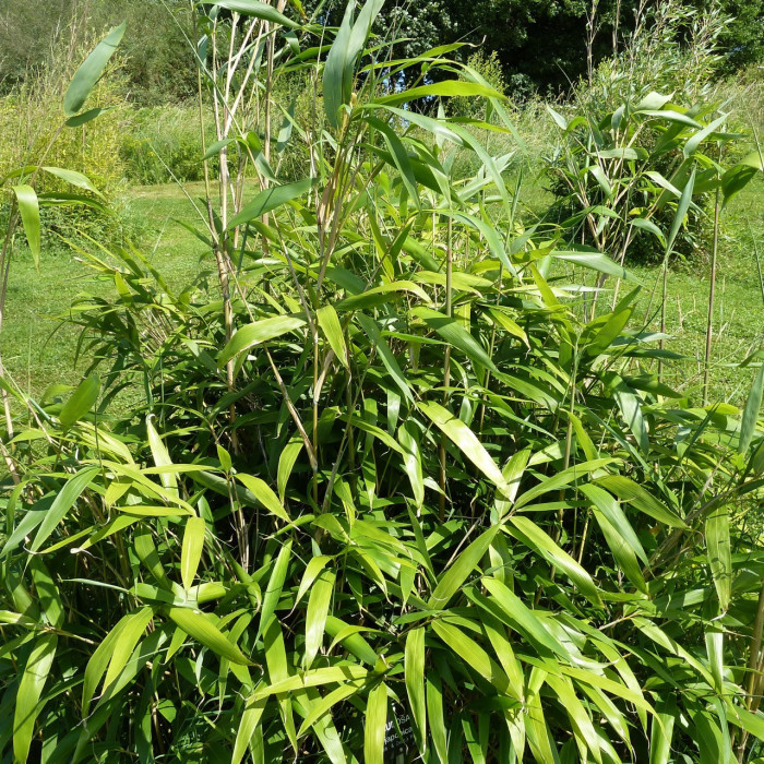 Pseudosasa japonica