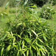Pseudosasa japonica