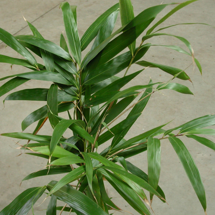 Pseudosasa japonica