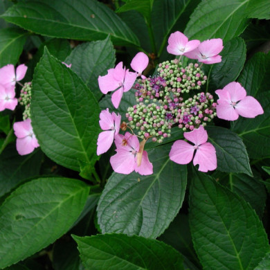 Hydrangea macrophylla 'Mariesii Perfecta'