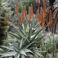 Aloe arborescens