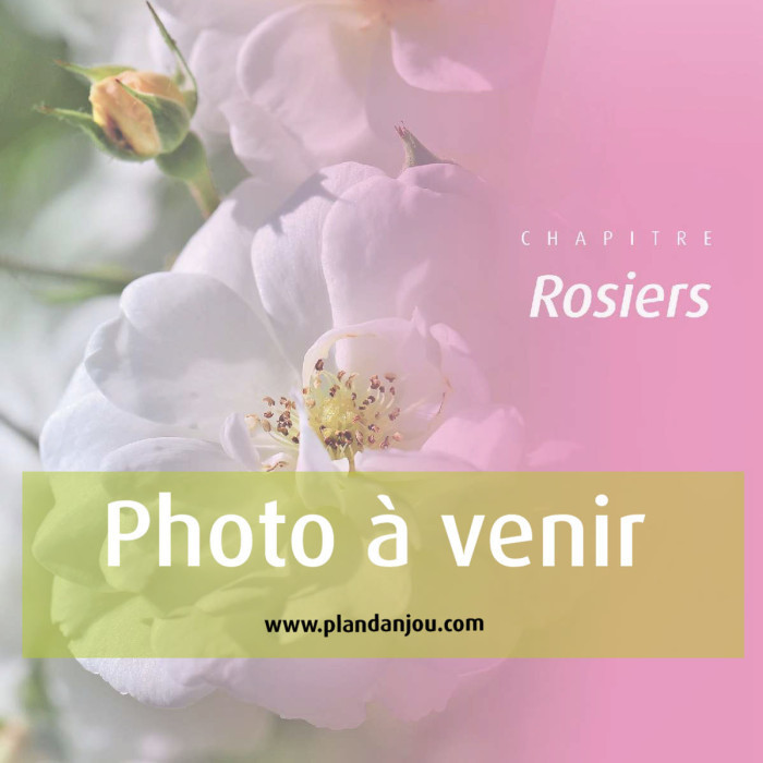 Rosier Léo Ferré® Adabiterse