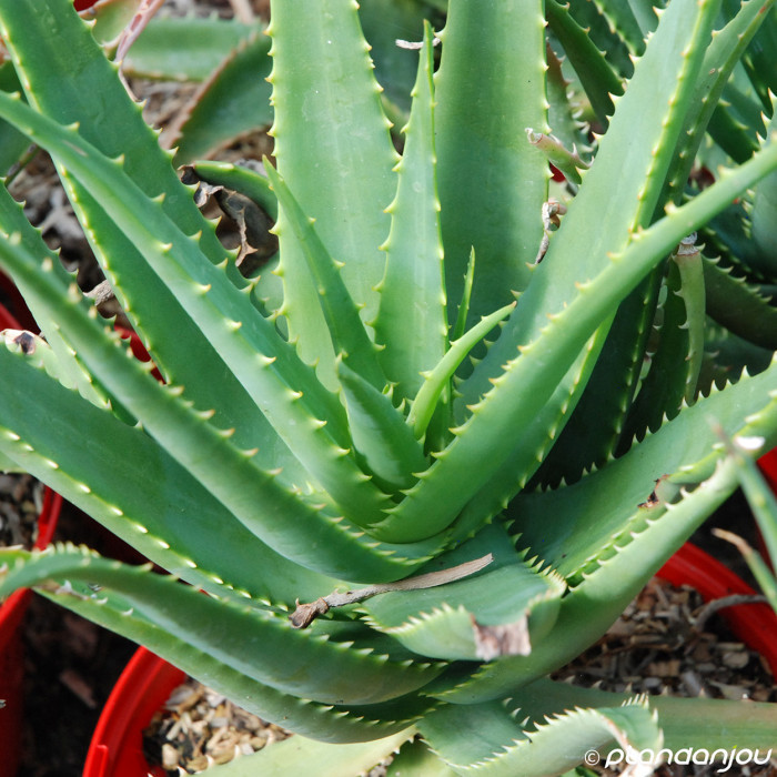 Aloe arborescens