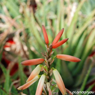 Aloe arborescens