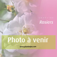 Rosier Rouge Adam® Adahuin