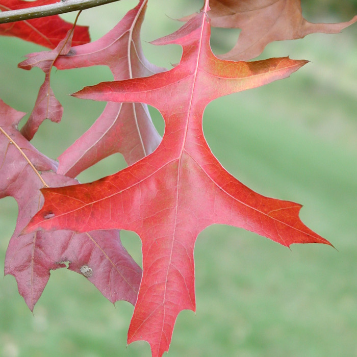 Quercus palustris