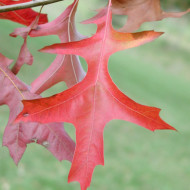 Quercus palustris