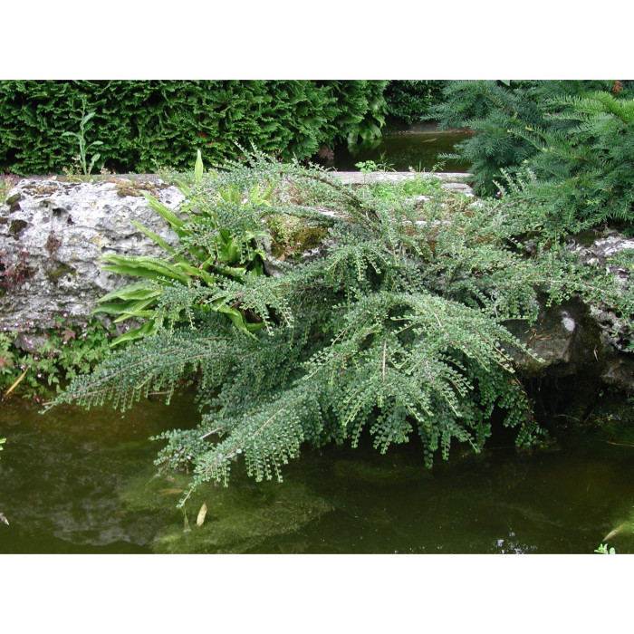 Cotoneaster horizontalis