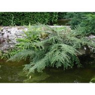 Cotoneaster horizontalis