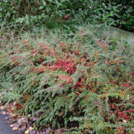Cotoneaster horizontalis