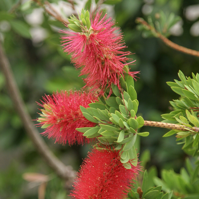 Callistemon citrinus 'Splendens'