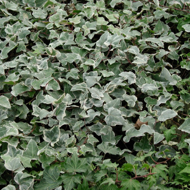 Hedera helix 'Glacier'