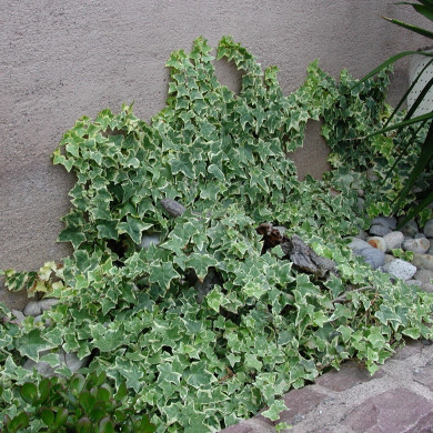 Hedera helix 'Glacier'