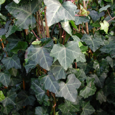 Hedera hibernica