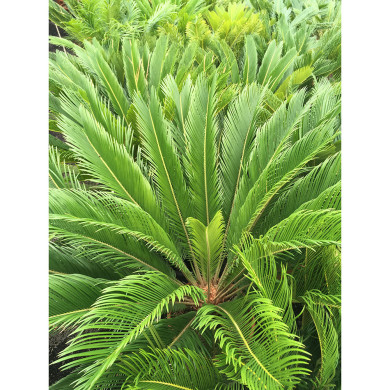 Cycas revoluta