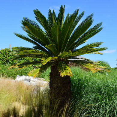 Cycas revoluta