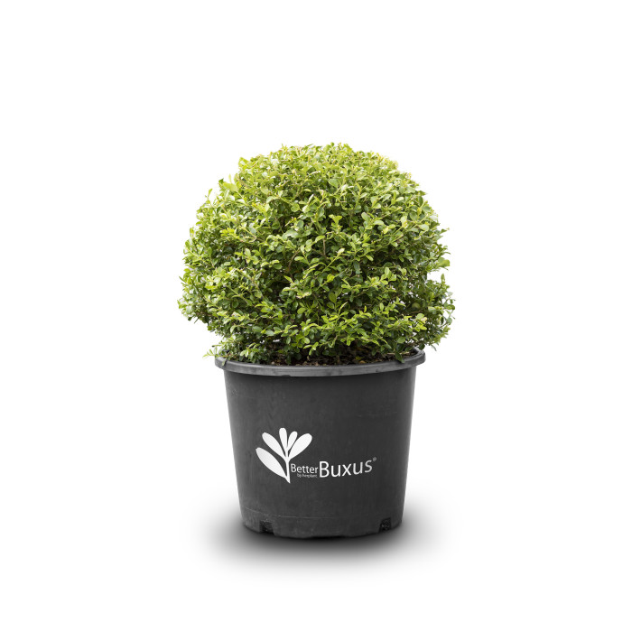Buxus Betterbuxus® Babylon Beauty her2010b04
