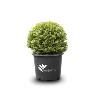 Buxus Betterbuxus® Babylon Beauty her2010b04