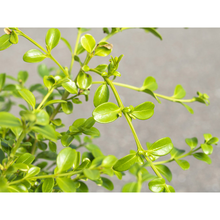 Buxus Betterbuxus® Babylon Beauty her2010b04