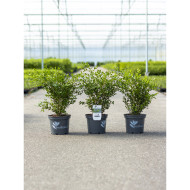 Buxus Betterbuxus® Heritage her2010b02