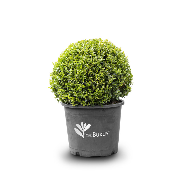 Buxus Betterbuxus® Heritage her2010b02