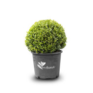 Buxus Betterbuxus® Heritage her2010b02