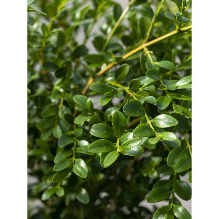 Buxus Betterbuxus® Heritage her2010b02