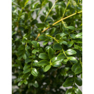 Buxus Betterbuxus® Heritage her2010b02