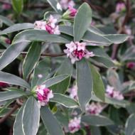 Daphne odora 'Aureomarginata'