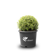 Buxus Betterbuxus® Renaissance her2009b01